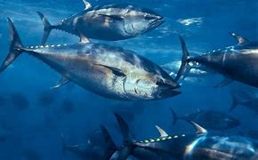 Bluefin Tuna Adalah