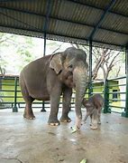 Gambar Binatang Yang Ada Di Kebun Binatang